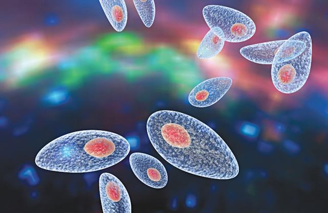 Bệnh Toxoplasma: Nguyên Nhân, Chẩn Đoán & Cách Trị