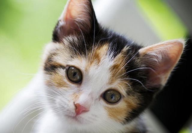 Bệnh Toxoplasma: Nguyên Nhân, Chẩn Đoán & Cách Trị