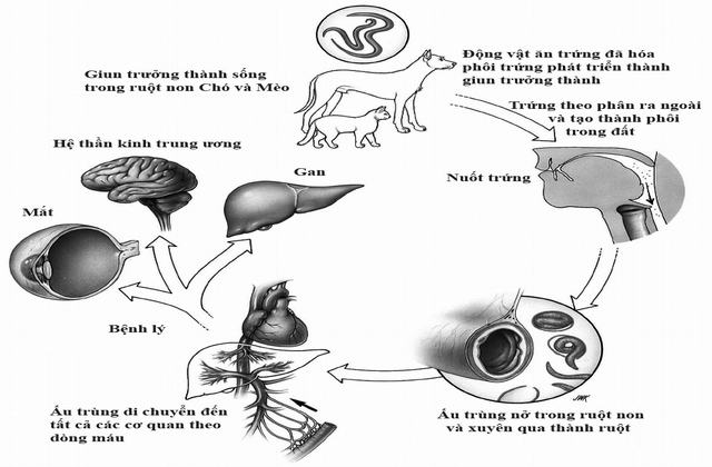 Dấu Hiệu Bệnh Sán Chó Ở Người